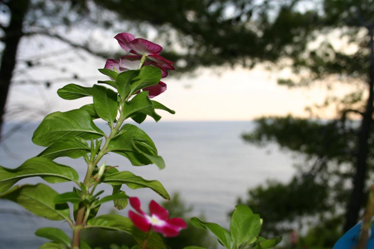 Apartments Rotim, Mljet, Sutmiholjska Babino Polje 外观 照片